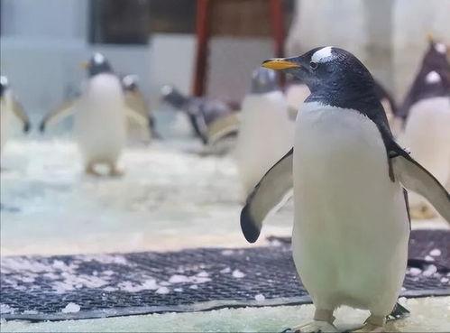 网红爆料企鹅事件视频在线观看,企鹅事件视频在线观看,真相令人震惊! 第3张 网红爆料企鹅事件视频在线观看,企鹅事件视频在线观看,真相令人震惊! 第3张